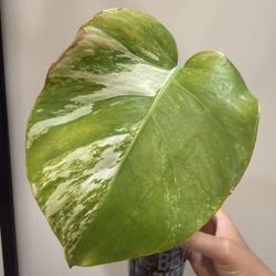 Monstera Albo Cutting - Rooted ** Read Description**