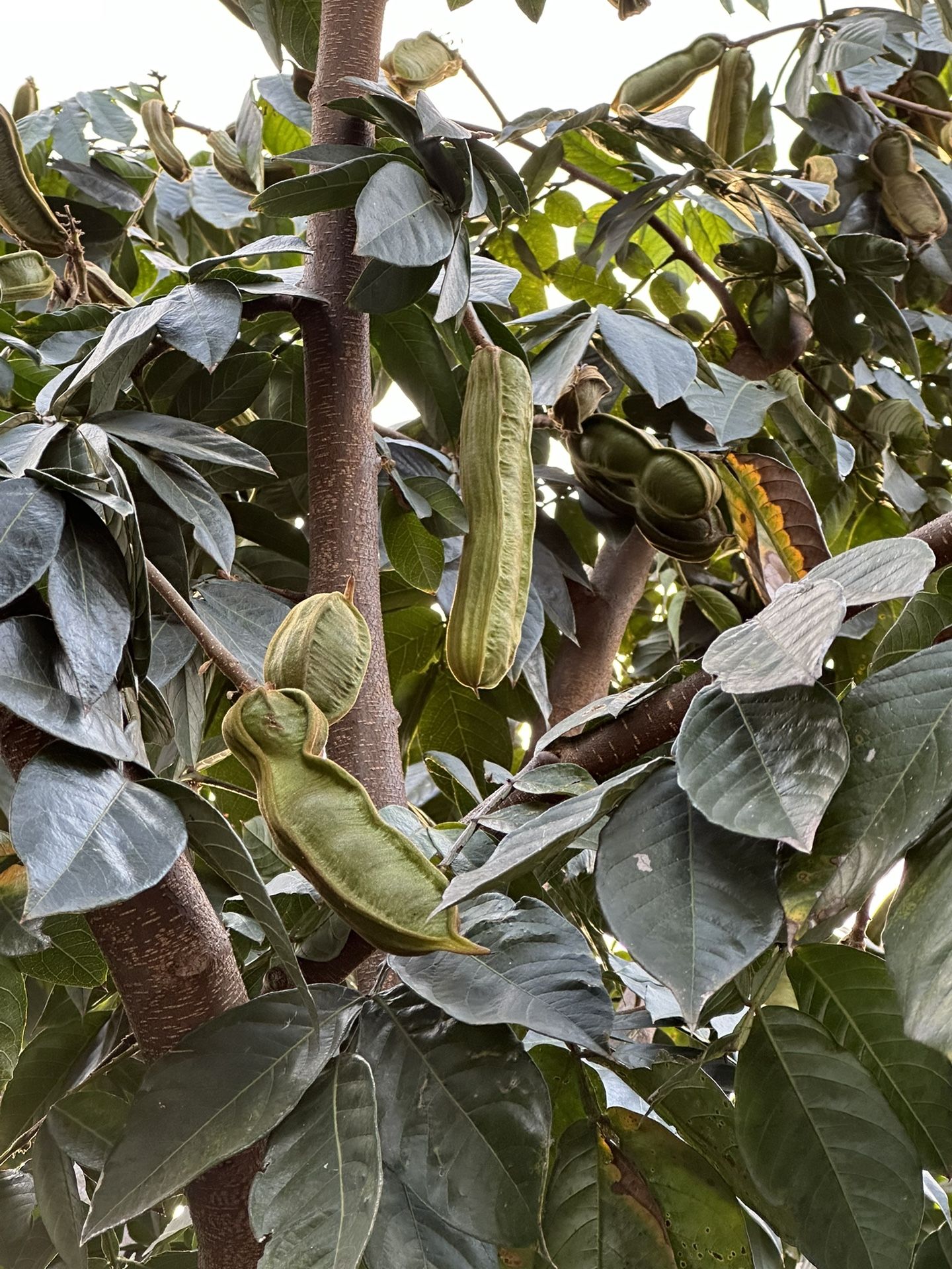 Vanilla Ice Cream Bean - Inga Edulis