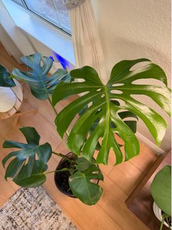 Monstera plant
