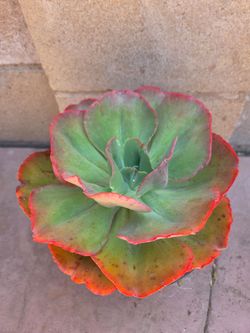 Suculent Plant