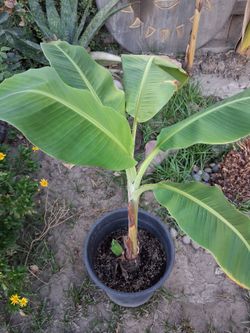 Banana tree very healthy