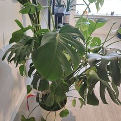 Monstera Plant For Sale