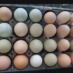 2 dozen eggs ( 24 ) cage free