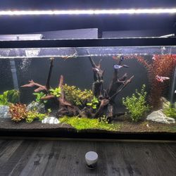 50 Gallon Aquarium 