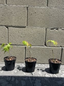 Baby Green Japenese Maple Trees 10$ Each Or 3 For 25