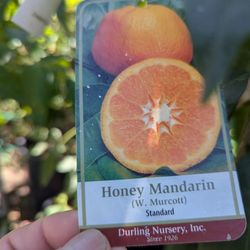 Grafted Honey Mandarin Plant 