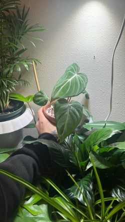 Philodendron Gloriosum