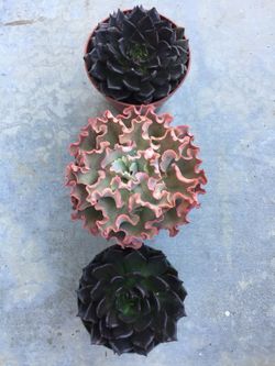 Succulents 1 gallon