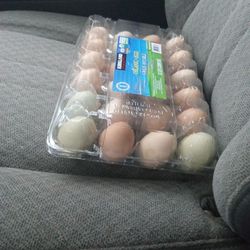 Duck Eggs and Chicken Eggs 