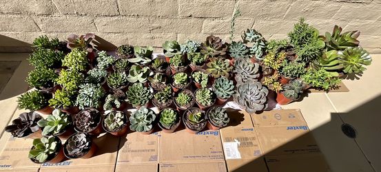 Multiple Beautiful Succulent Plants (Various Sizes)