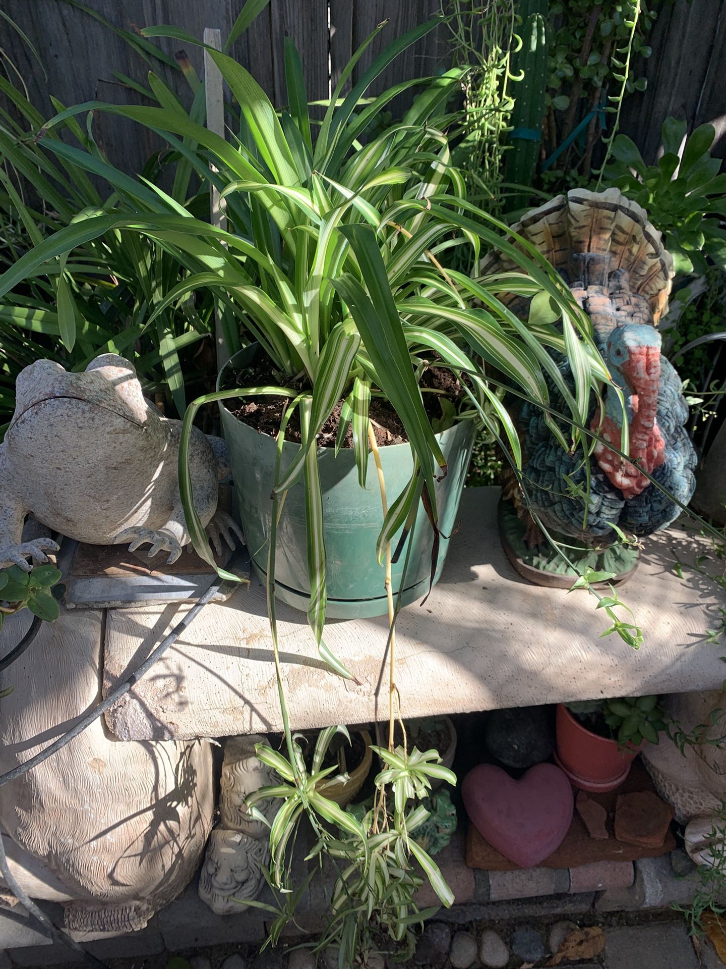 Spider Plant.