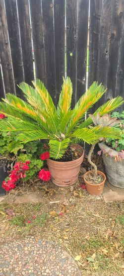 Palm Tree