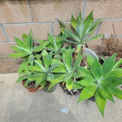 Free Agave Foxtail Cactus Plant