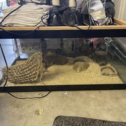 Standard Glass Rectangle Aquarium