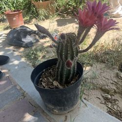 Cactus Floreando/cactus Blooming