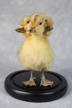 Rare 3-Headed Taxidermy Yellow Duckling Under Glass Dome – Oddity Decor