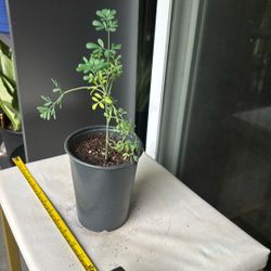 Ruda Plant