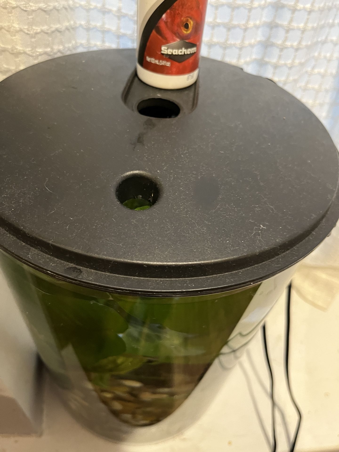 Beta Fish Tank Kit LIVE PLANT AND SNAIL