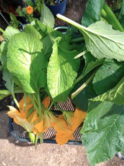 Free Backyard Grown Pumpkin Leaves & More!