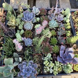 $1.50 Each 2” Succulents! Mix And Match!