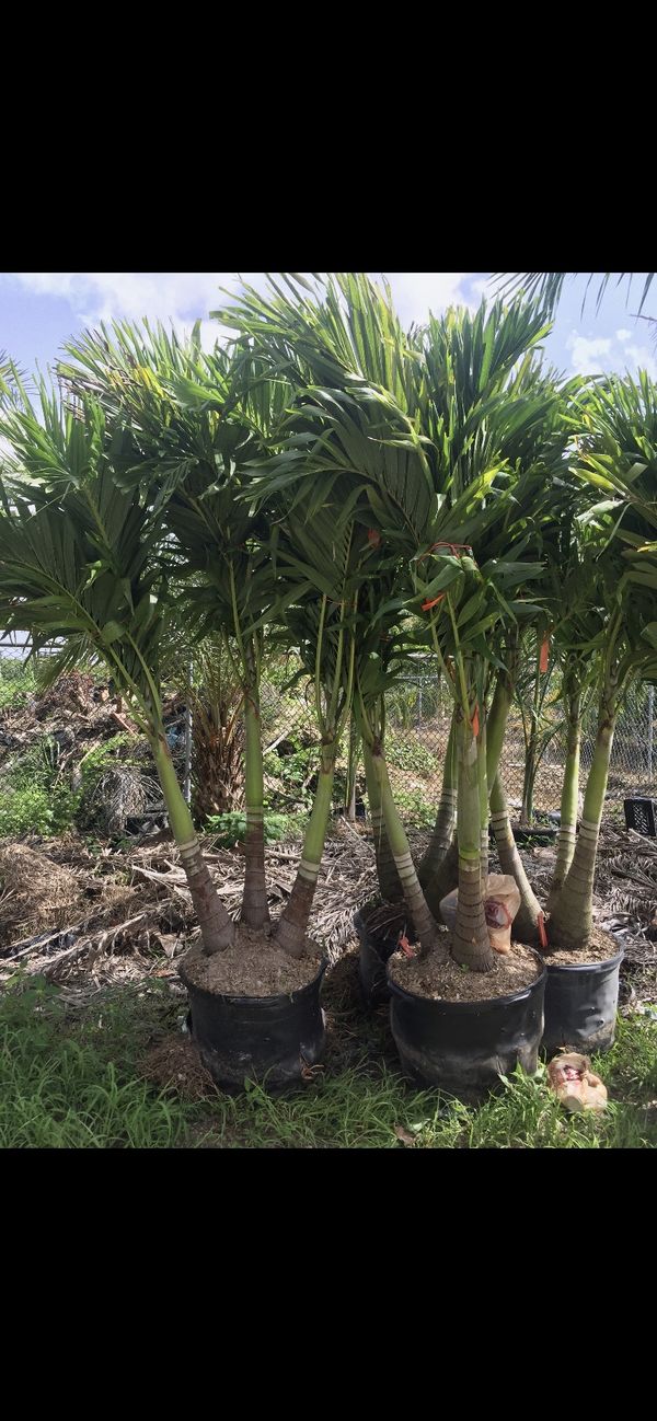 Triple Christmas Palm Trees for Sale in Boca Raton, FL OfferUp
