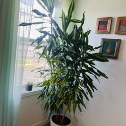 Plant