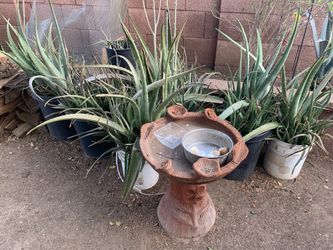 Extra Large Monster Size Aloe Plants available