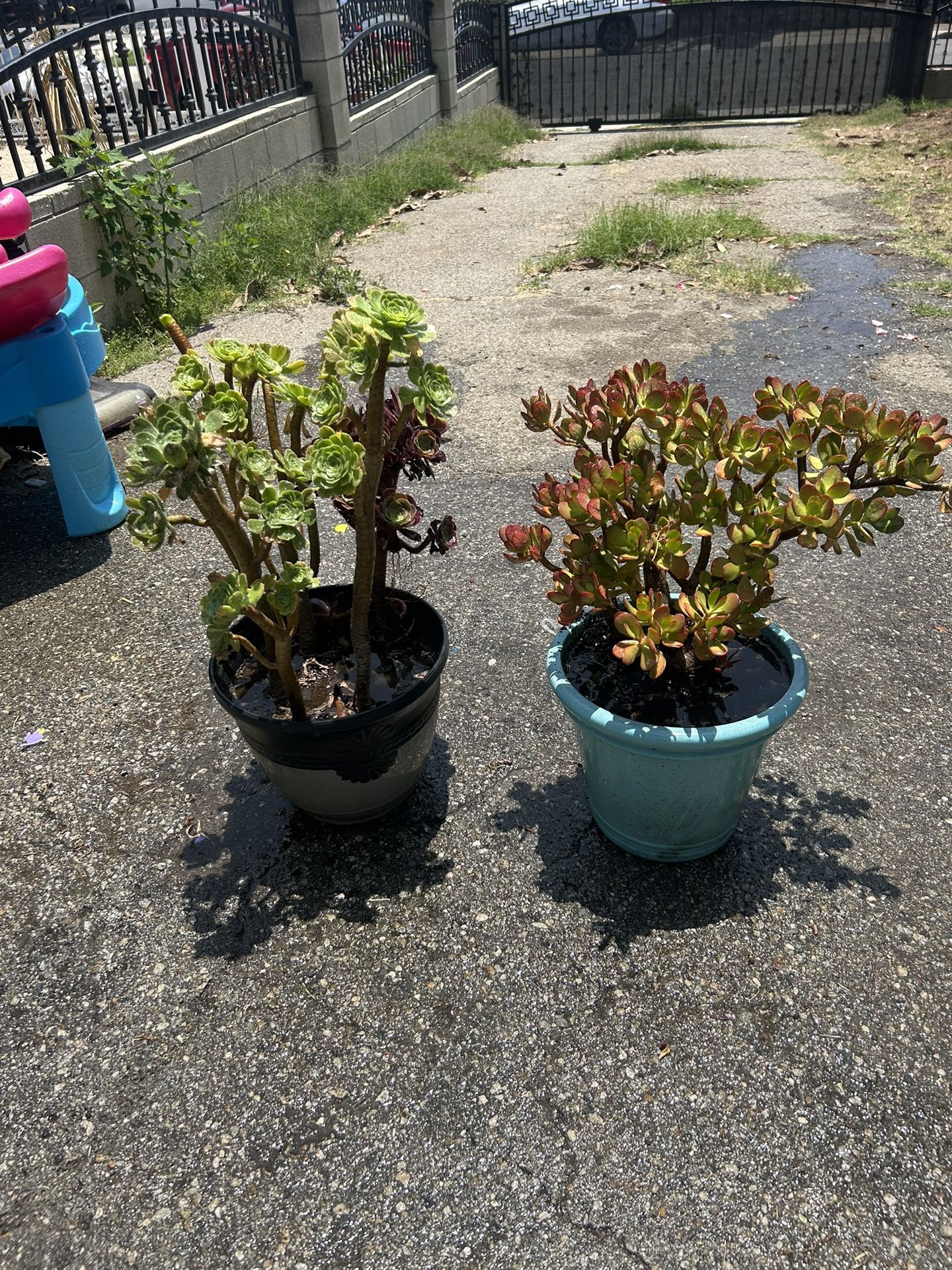 Beautiful plants