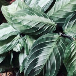 Rare Silver band maranta Cutting $10 2 Leaf Minimum