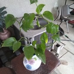 Photos