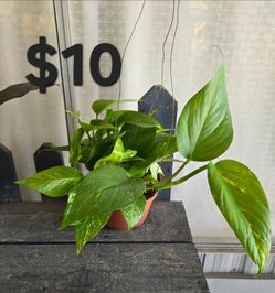Pothos Plant