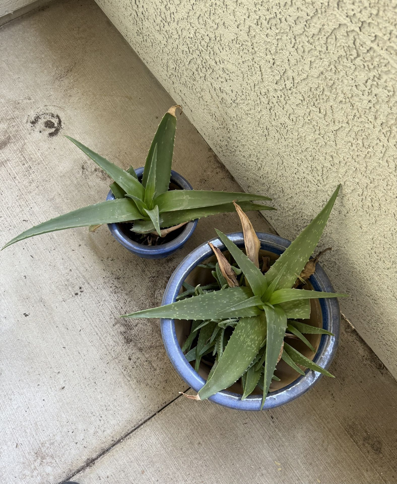 Aloe Vera Plant