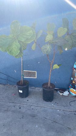 Fiddle. Leaf fig 15 each