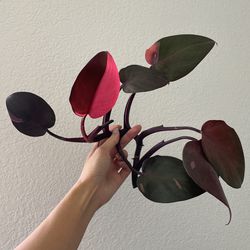 Philodendron Pink Princess Cutting
