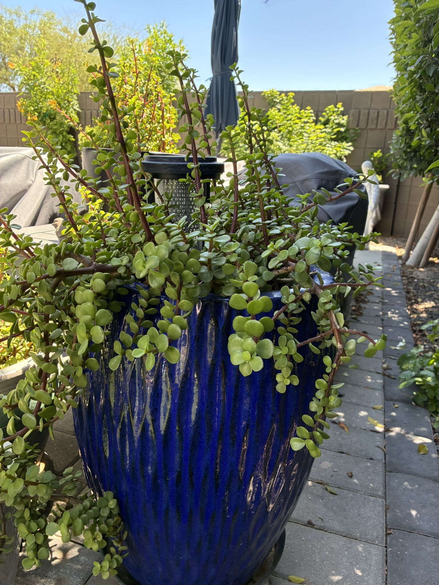 Elephant Plant+pot