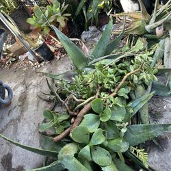 Aloe Vera