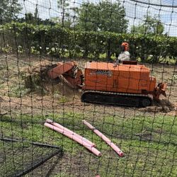 Stump grinder moledora troncos raíces árboles palmas trees palms stumps.