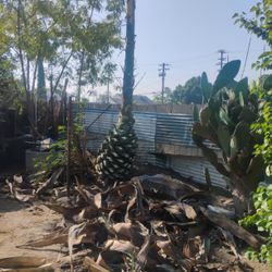 Agave Plant 