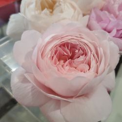 Queen of Sweden Rose Plant In 1 Gallon Pot (Own root).  Pick Up In Millbrae