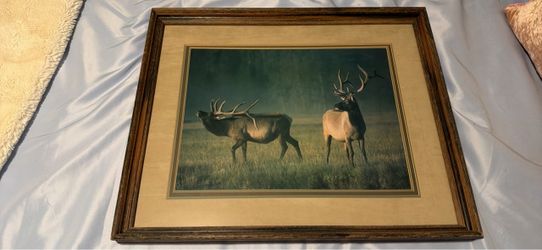 Framed Elk Wildlife Photo Print