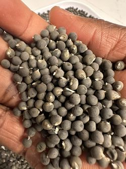 Okra Seed