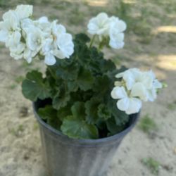 Geranium Plant For Garden