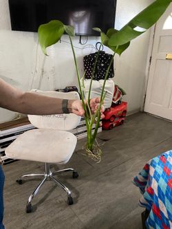 Monstera plant