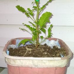 Cold Bush Plant (Semi Contra  )