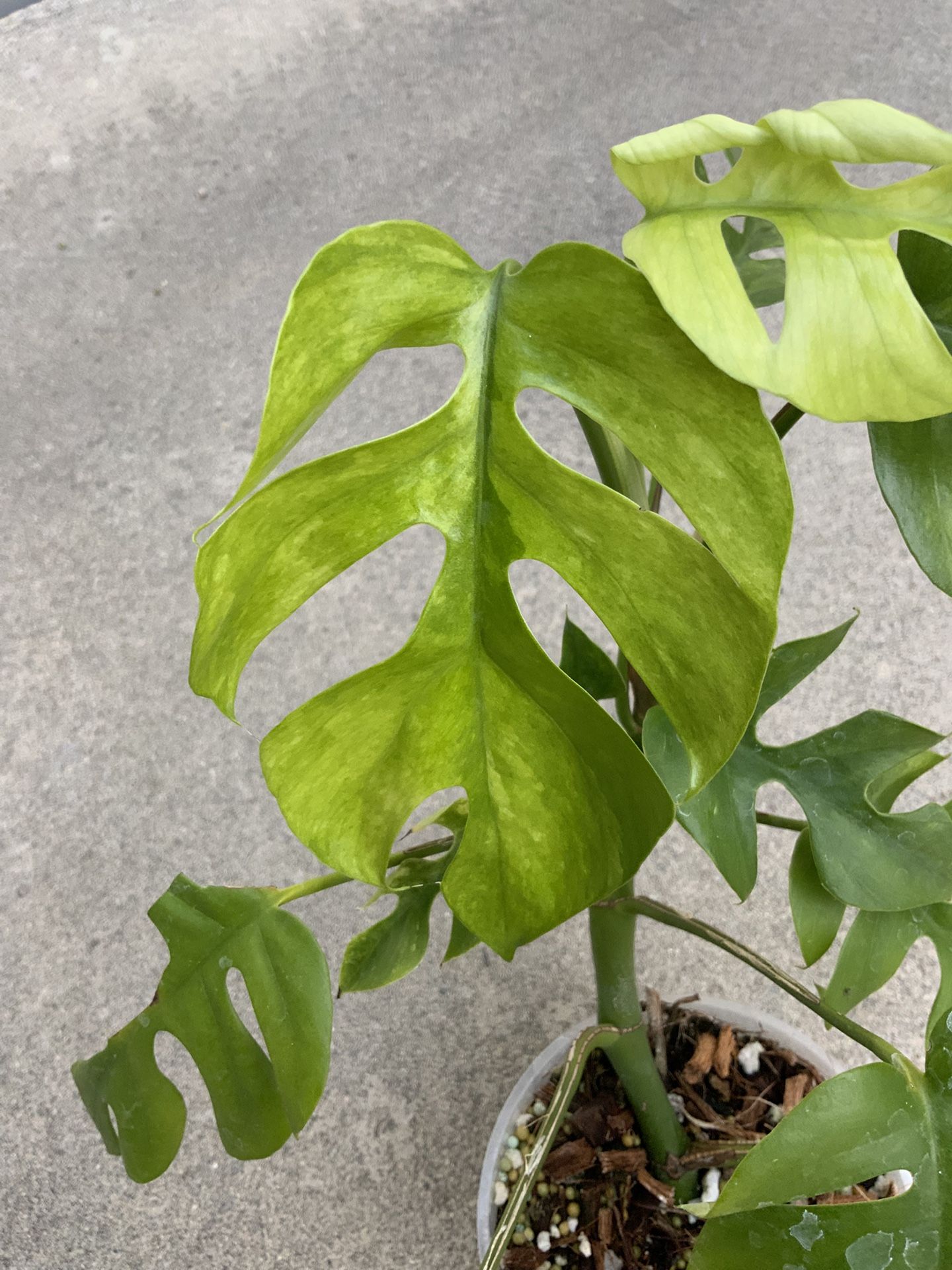 Rhaphidophora Tetrasperma Mint Variegated Rooted