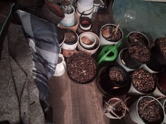 Mixed Lot of Plant Pots with Soil