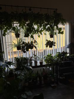 Houseplants Galore 