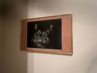 Cat pictures