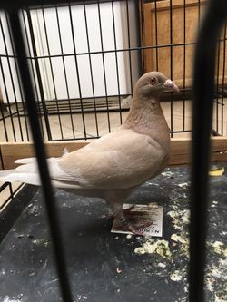Pigeons