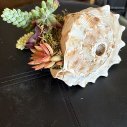 Conch Shell With Organic Succulents 